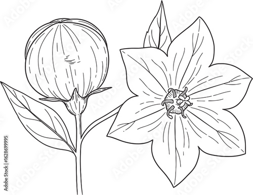 Intricate Botanical Harmony: A detailed illustration showcases a blooming flower and its unopened bud, celebrating the beauty and detail of floral life.