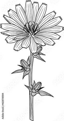 Chicory Flourish: A detailed black and white illustration captures the delicate beauty of a chicory flower in full bloom, showcasing its intricate petals, stem, and accompanying buds. 