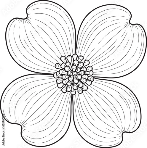 Dogwood Blossom Illustration: A delicate dogwood blossom is captured in a clean, line art illustration, revealing intricate petal details and a central core