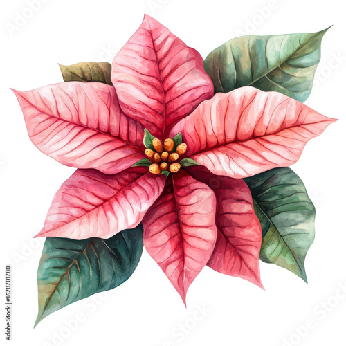 Pink Poinsettia Watercolor Floral Art Botanical Illustration Christmas Flower isolated on transparent background cutout