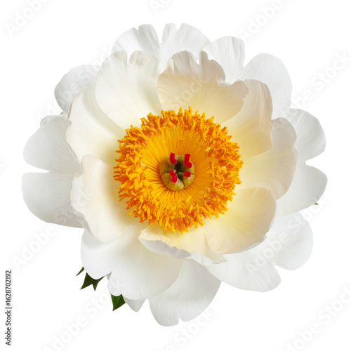 Single white peony flower with yellow center isolated on transparent background