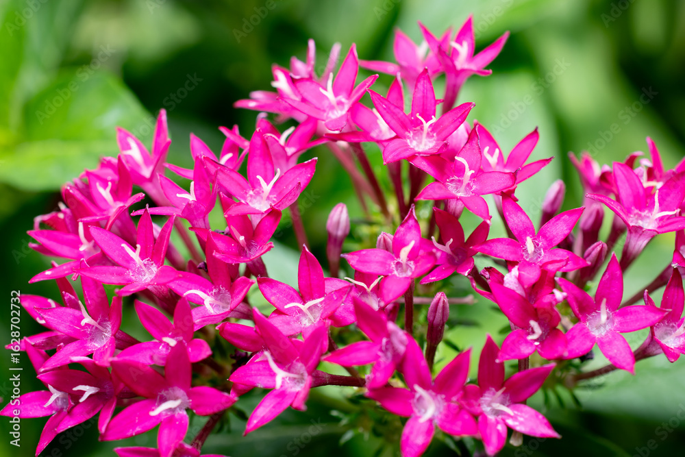 Obraz premium Close-up shot of beautiful, colorful Pentas lanceolata flowers.