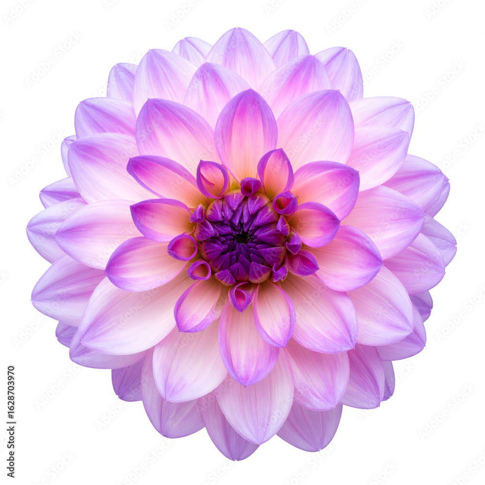 Fototapeta premium Beautiful light purple and white dahlia flower isolated on transparent background