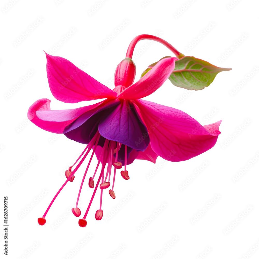 Naklejka premium Vibrant Pink Fuchsia Flower Close Up Botanical Beauty Nature Photography, isolated on transparent background cutout