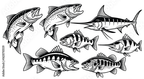 Vector art of group of various fish species for fishing and food