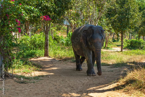 Photography Elephant enjoying retirement in a rescue sanctuary in Phuket