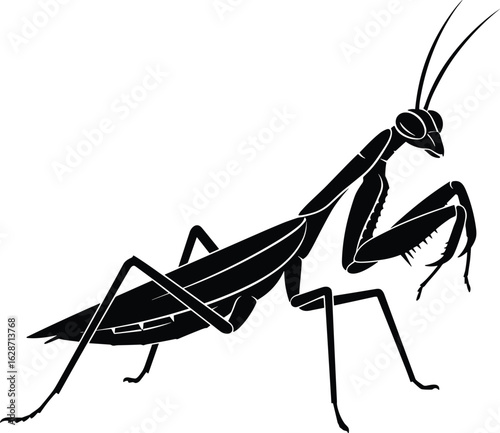 Detailed silhouette of a praying mantis, insect illustration, nature, wildlife, entomology, black and white art
