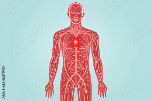 Human circulatory system with glowing red heart human anatomy