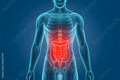 Human digestive system with glowing red intestines
