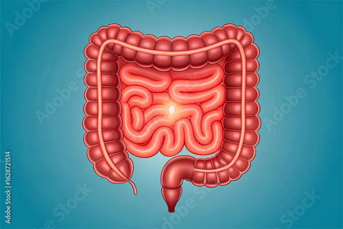 Human Intestine Anatomy Illustration with Glowing Center