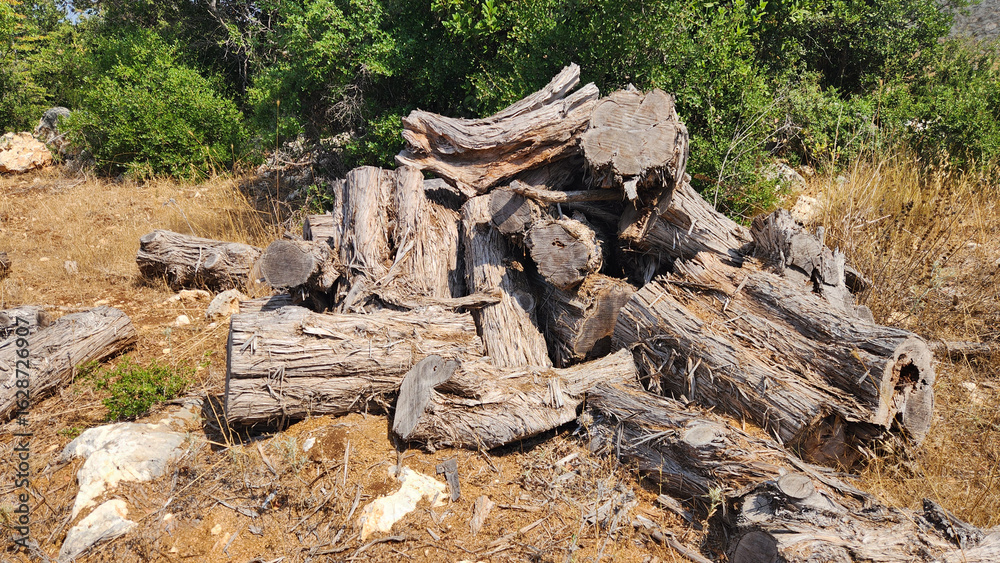Fototapeta premium Stacked juniper (Juniperus sp) logs, intended for use as firewood, at an elevation of 900-1000 m in the Eastern Mediterranean.
