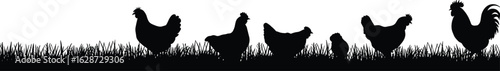 Silhouette of chickens and rooster on grass, farm birds, black white poultry design, rural nature scene, animal illustration, flock