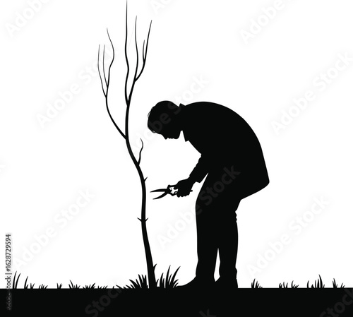 Silhouette of gardener trimming small tree with pruning shears, outdoor landscaping concept, black and white vector for stock usage