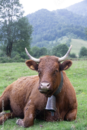 Vaches Salers à l'estive