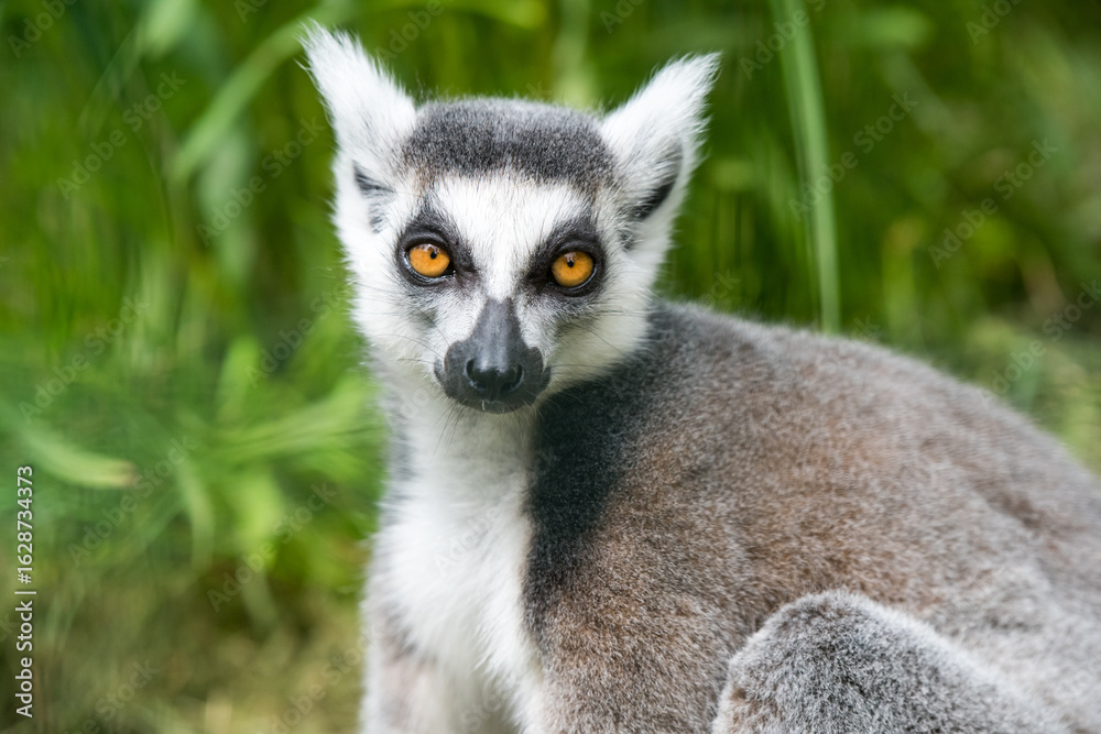 Obraz premium Ring Tailed Lemur Close up watches on