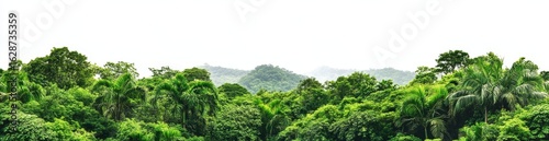 The horizon features an isolated lush green forest of wide proportions, where the edge is marked by a combination of deciduous and coniferous trees, where the background remains entirely natural