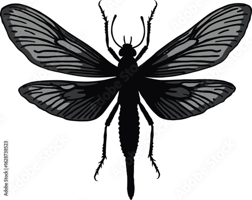 Greyscale mayfly or dobsonfly vector silhouette illustration Stylized insect with detailed patterned wings for a nature or entomology design