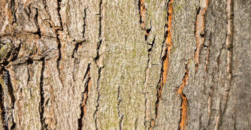 Close-up beech bark texture – detailed wood trunk surface in high resolution