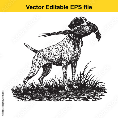 Pointer Vintage Black & White Hunting Dog Illustration with Pheasant – Standing, Jumping, and Hunting Pose