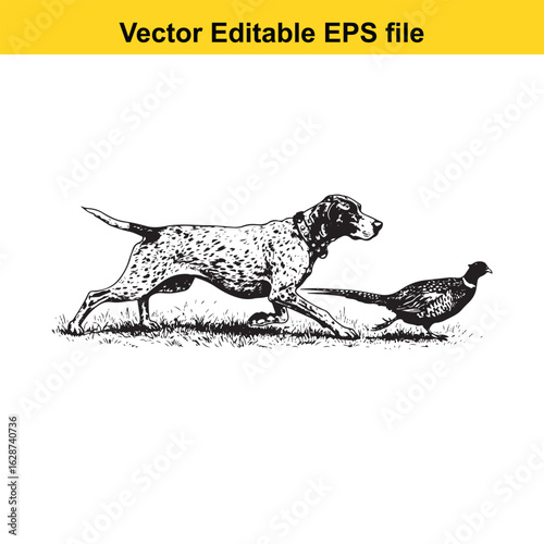 Pointer Vintage Black & White Hunting Dog Illustration with Pheasant – Standing, Jumping, and Hunting Pose