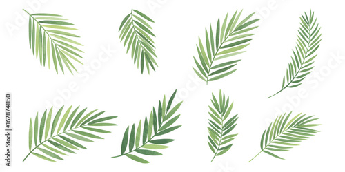 Watercolor tropical palm leaf bundle. Set of  palm coconut green leaf. 
