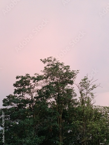 Locust tree and sunset