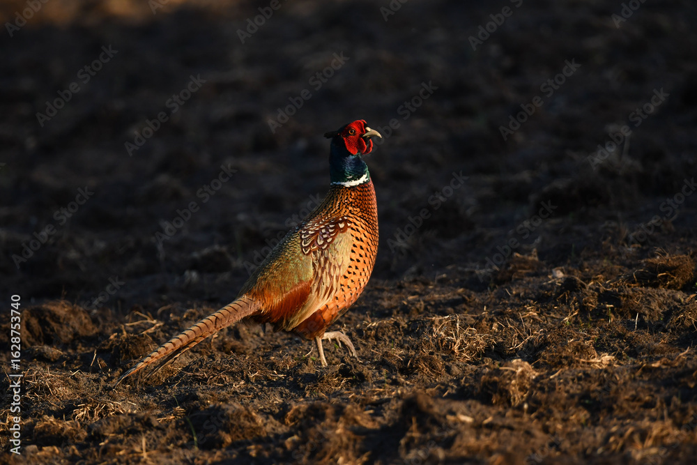 Fototapeta premium Jagdfasan