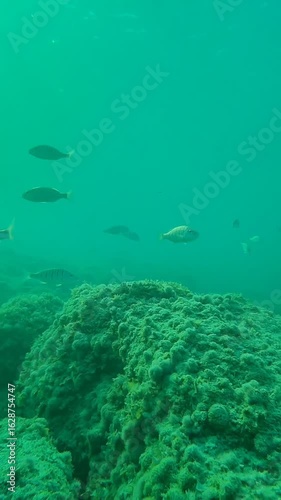 Deep water and fishes