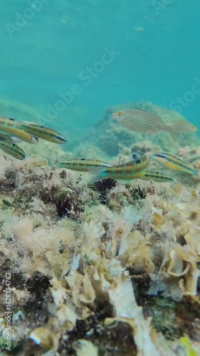 Colorful fishes eating