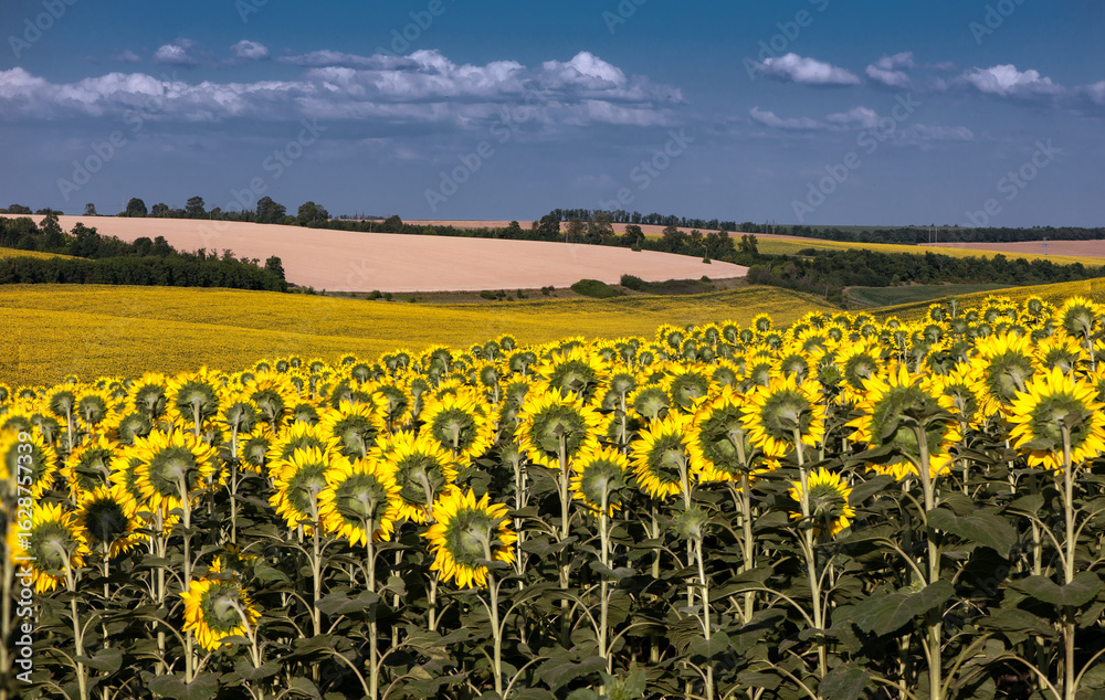Obraz premium Wide, agro-industrial fields of Ukraine. Large-scale horizon in field conditions. Harvesting season. 