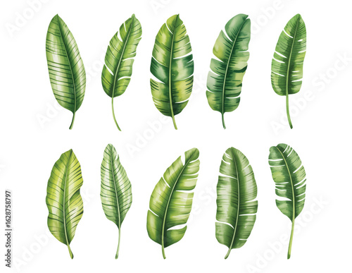 Tropical banana leaf collection in soft hand painted watercolor.
