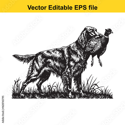 Irish Setter Vintage Black & White Hunting Dog Illustration with Pheasant – Standing, Jumping, and Hunting Pose