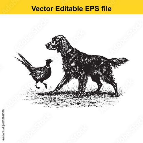 Irish Setter Vintage Black & White Hunting Dog Illustration with Pheasant – Standing, Jumping, and Hunting Pose