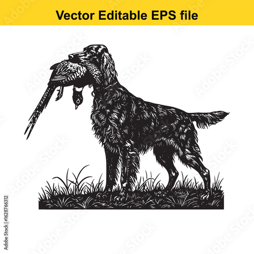 Irish Setter Vintage Black & White Hunting Dog Illustration with Pheasant – Standing, Jumping, and Hunting Pose