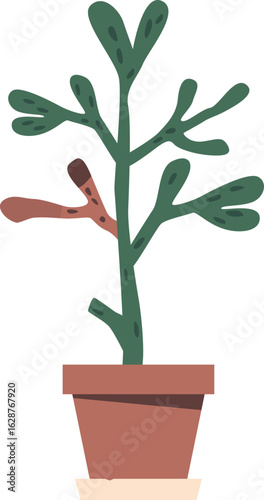 Potted houseplant dying without care