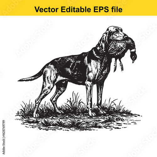 Bloodhound Vintage Black & White Hunting Dog Illustration with Pheasant – Standing, Jumping, and Hunting Pose