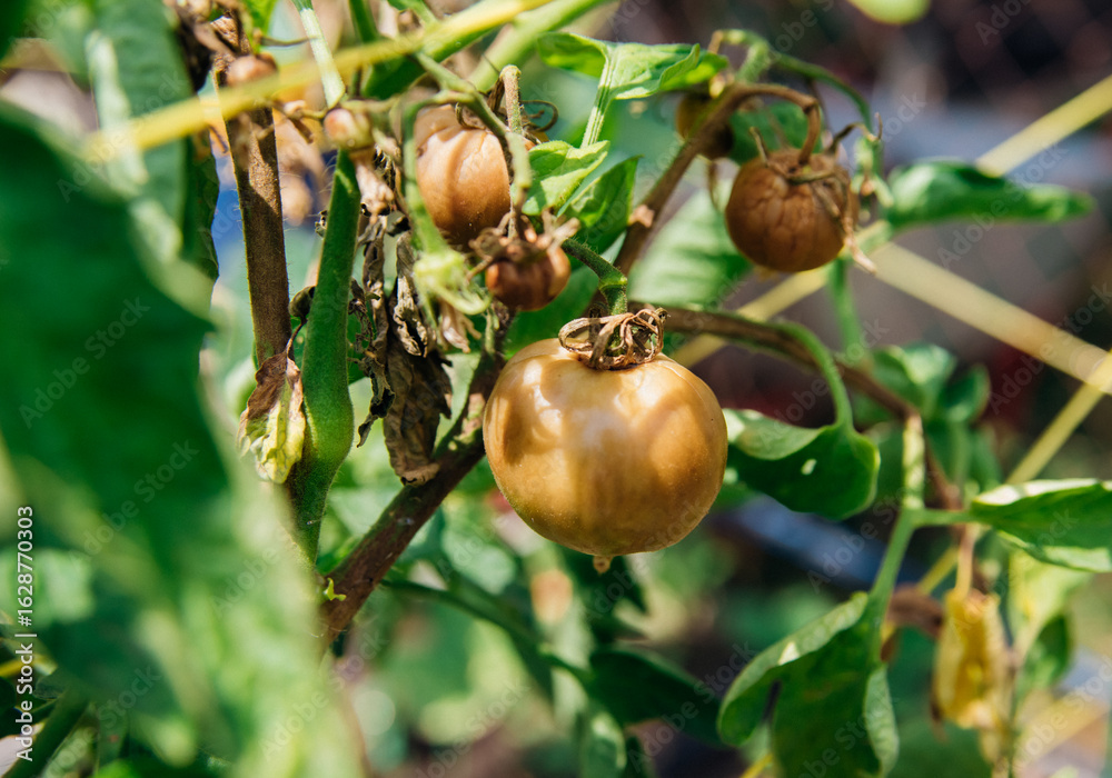 Obraz premium Green tomato bush in the garden. Unripe fruits rot and darken from phytophthora. Plant care.