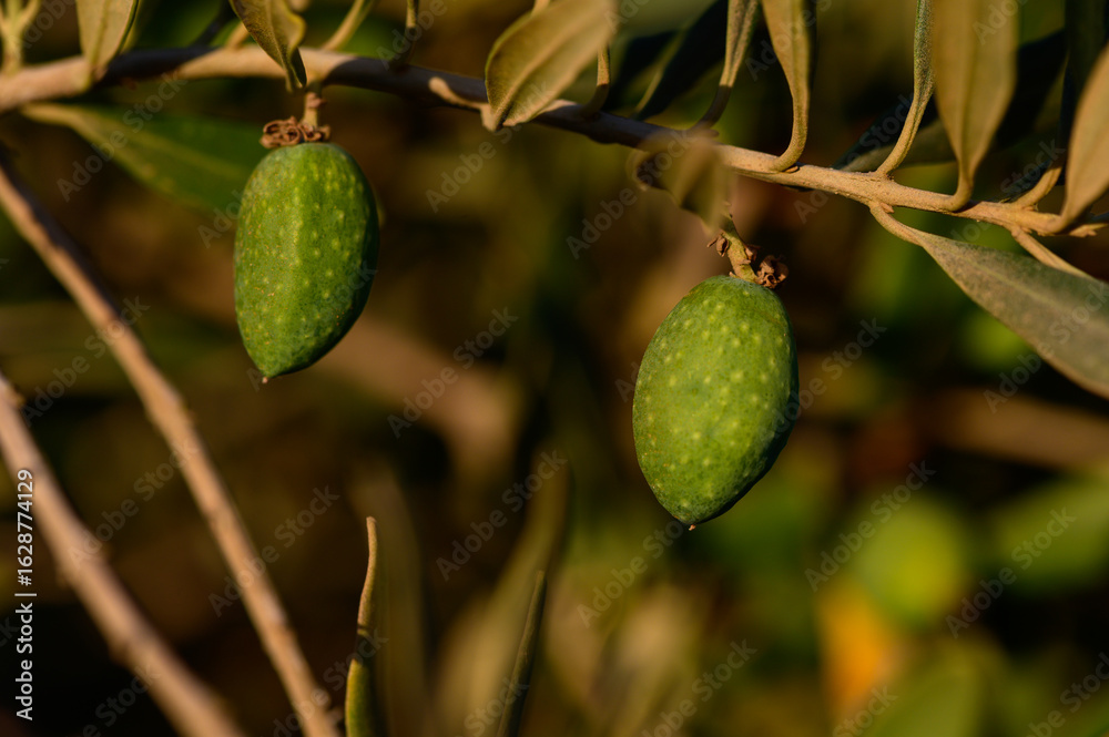 Fototapeta premium Fresh Green Olives Hanging on Olive Tree in Cyprus Sun