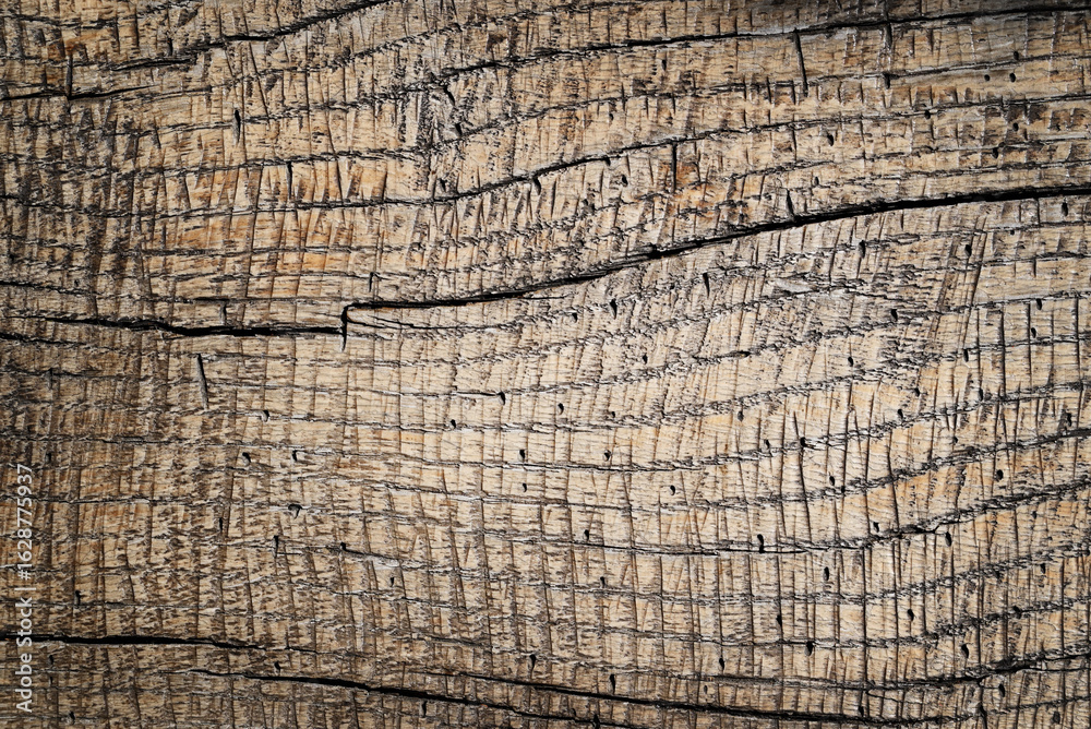 Fototapeta premium Close-up of old wood surface with pronounced texture and cracks. Rough surface, natural background.