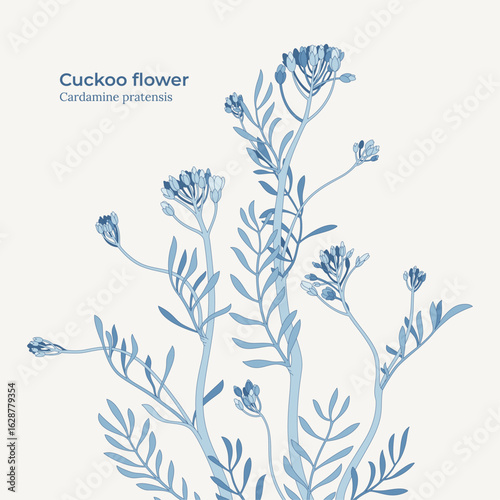Elegant cuckoo flower vector illustration in blue botanical style on light background