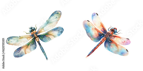 cute dragonfly watercolor vector illustration