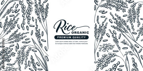 Vector sketch label for organic rice. Natural agricultural product design. Grain food packaging with place for label