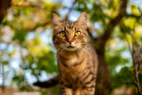cat on the tree