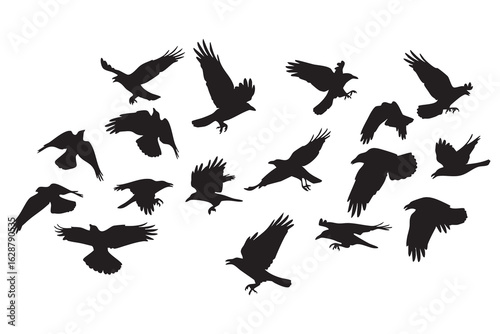 A Flock of Silhouetted Birds in Various Flying Poses Against a White Background flight