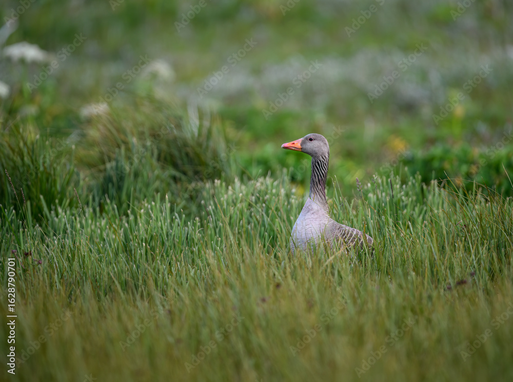 Naklejka premium Graylag Goose in Lush Green Meadow Habitat