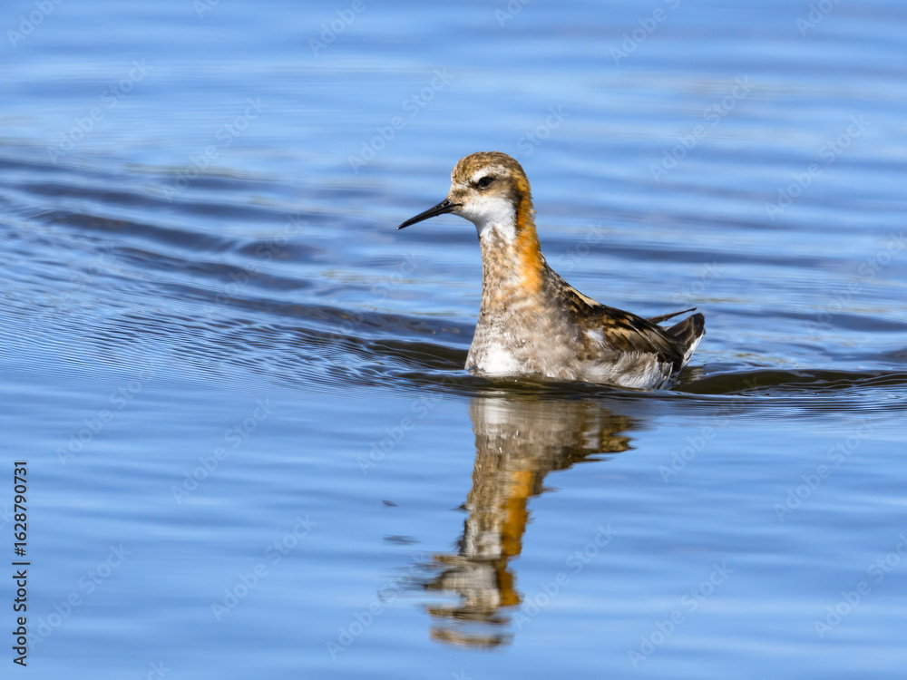 Fototapeta premium Red-Necked Phalarope Swimming in Calm Water with Reflection