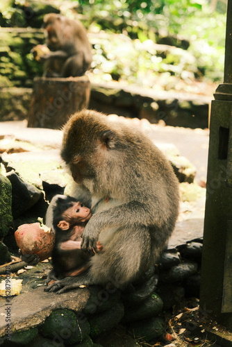 Photography Mother monkey breastfeeding baby in Bali