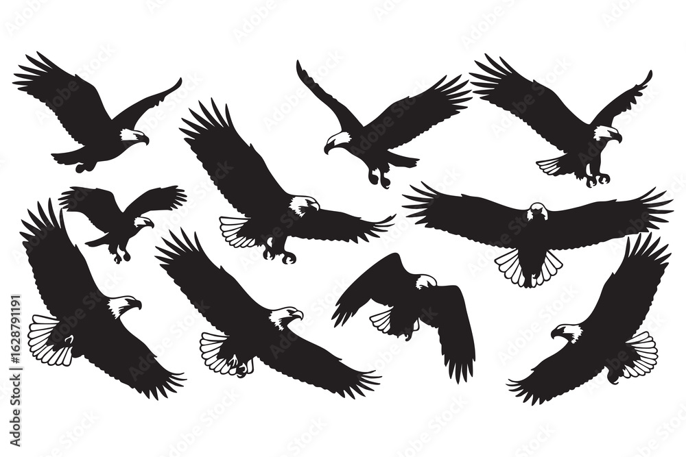 Obraz premium Collection of eagle silhouettes in various flying poses on a white background bird animal