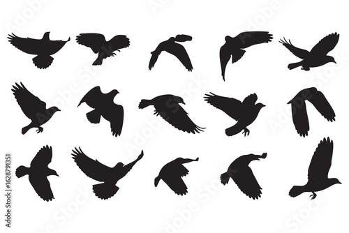 Fifteen Black Silhouettes of Birds in Flight with Wings Spread and Folded on a White Background