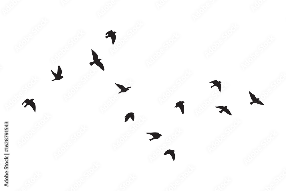 Fototapeta premium Flock of small birds in silhouette flying in formation against a white background migration